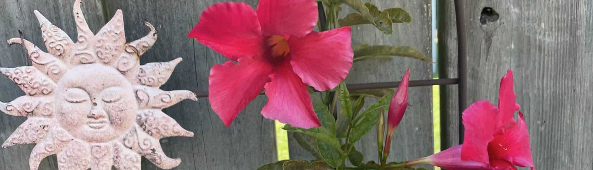 Close up view of pink flowers and a pink metal sun garden decoration