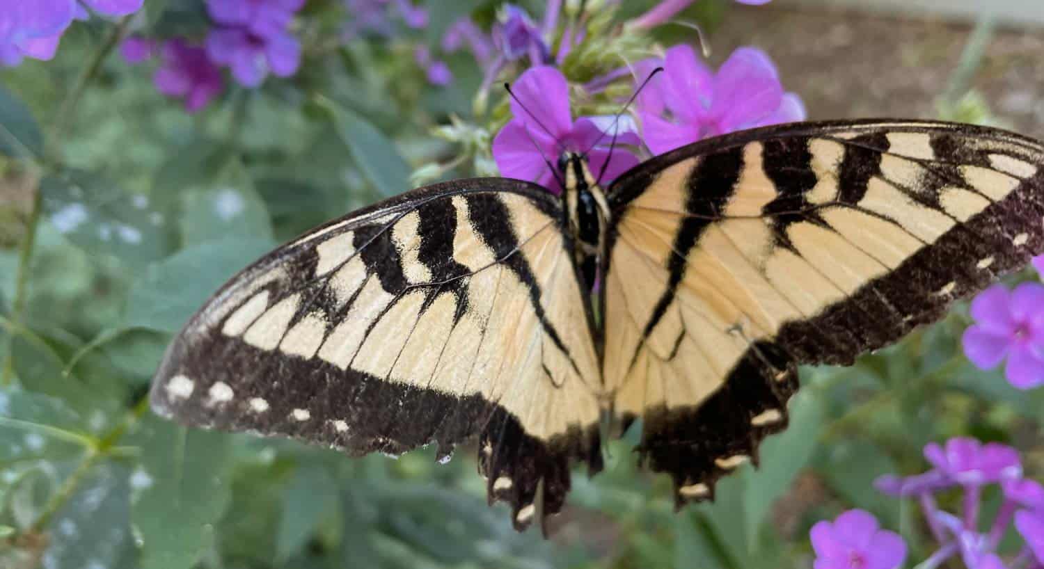 Close up view of yellow and black butterfly sitting on a purple flower