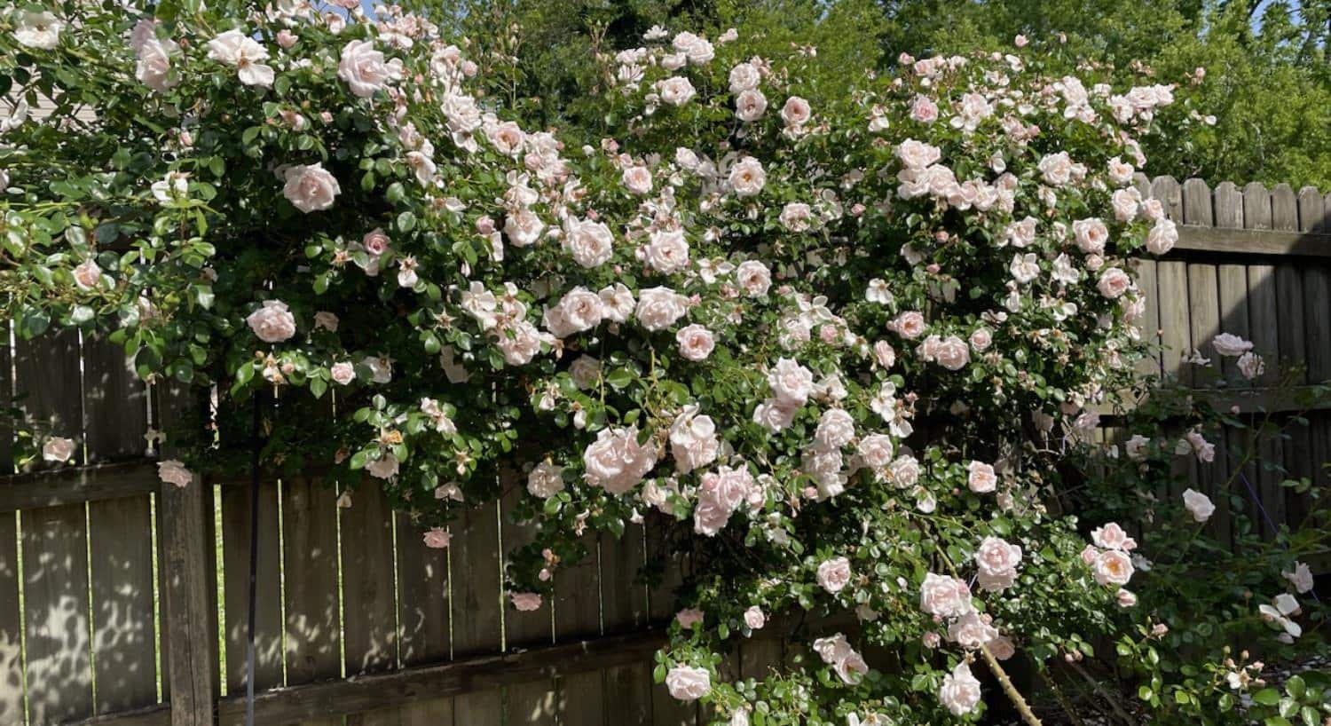 Close up view of large light pink rose bush