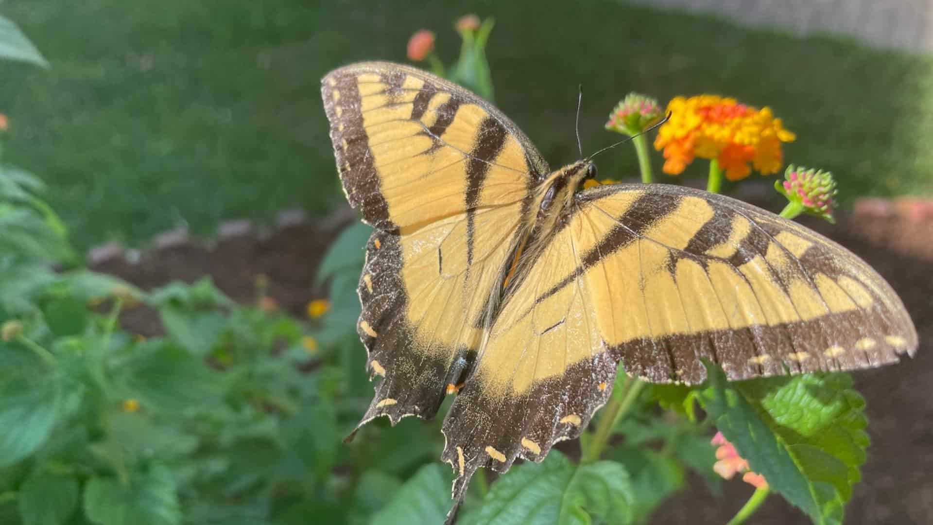 Close up view of yellow and black butterfly sitting on a green plant