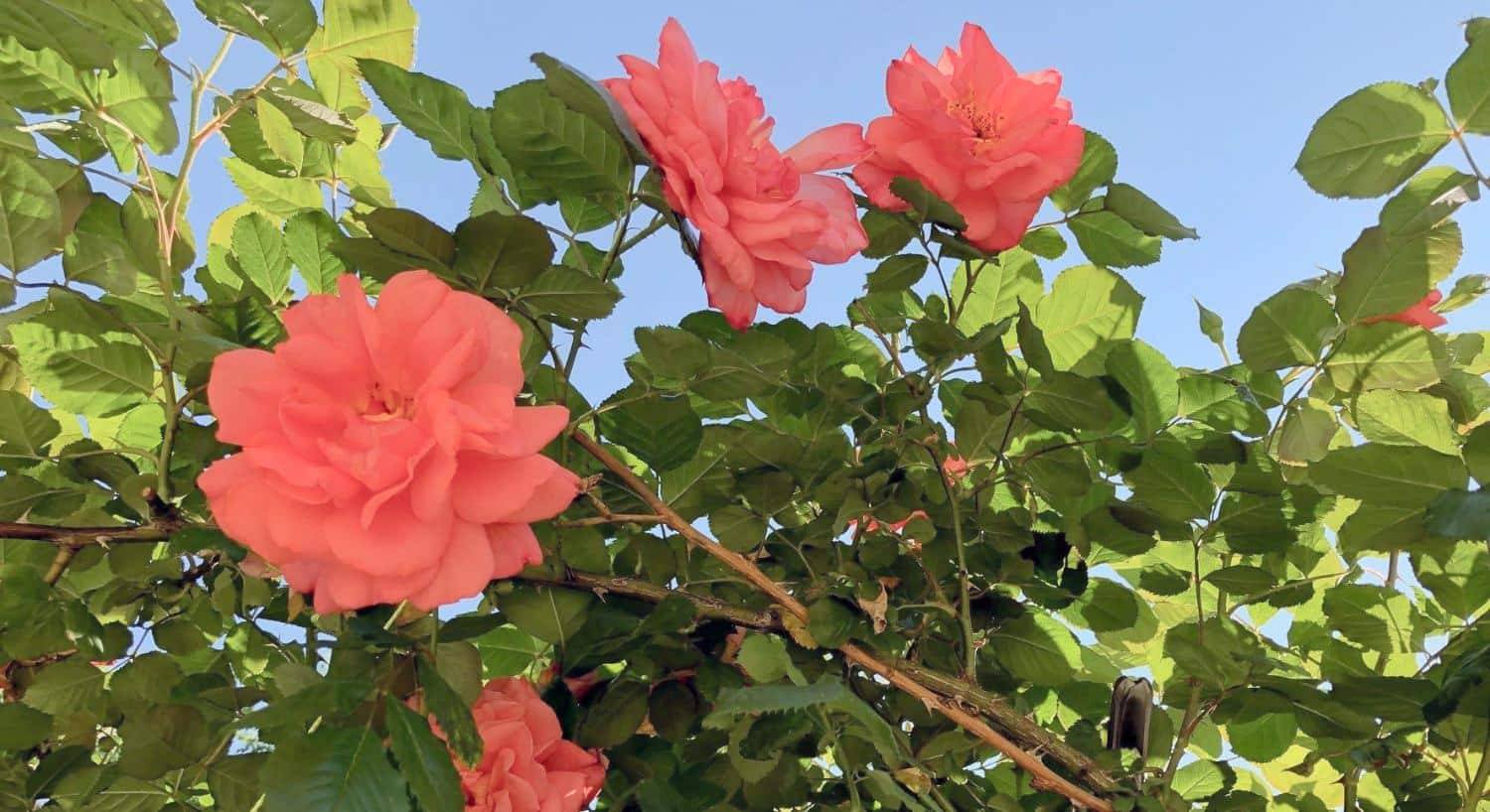 Close up view of large pink flowers